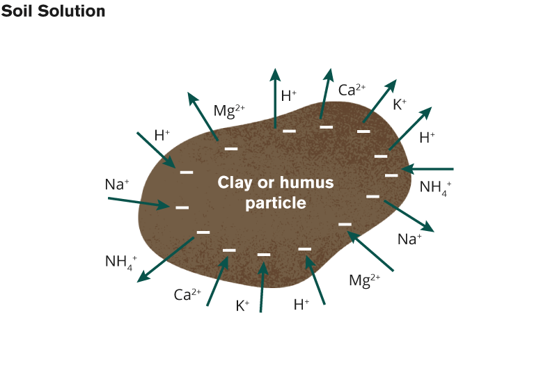 cec-humus-particle